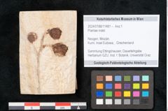 Foto (Objekt + Etikett) von Plantae indet.  (NHMW-GEO-2024-0188-11481)